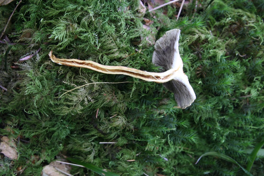 Hypholoma dalla Foresta nera